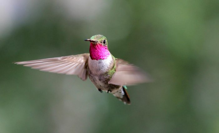 Hummingbirds See Colors Humans Can Only Imagine