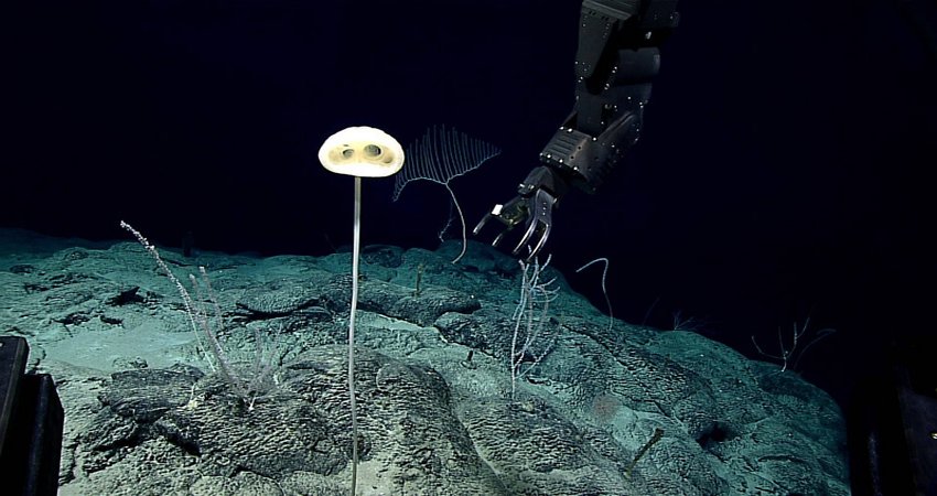 Underwater Forest Is Home To An Alien-Looking Creature Resembling E.T.