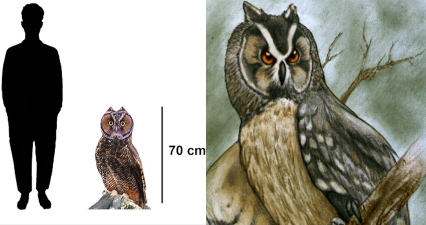 Giant Owl Fossil Found In Ecuador