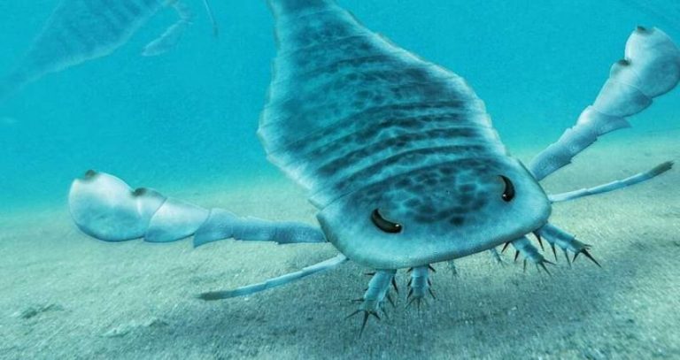 Giant Sea Scorpions Were The Underwater Titans Of Prehistoric Australia ...