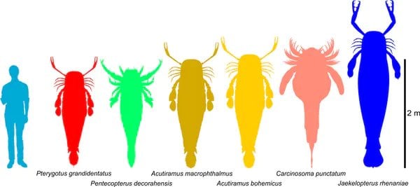 Giant Sea Scorpions Were The Underwater Titans Of Prehistoric Australia