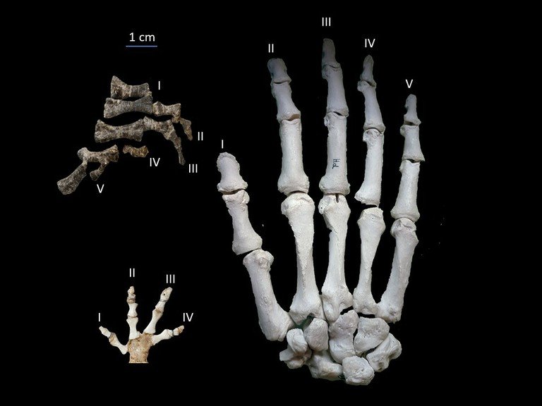 Ancient Crocodile Had The “Wrong” Number Of Fingers – Discovery Raises Baffling Evolution Questions