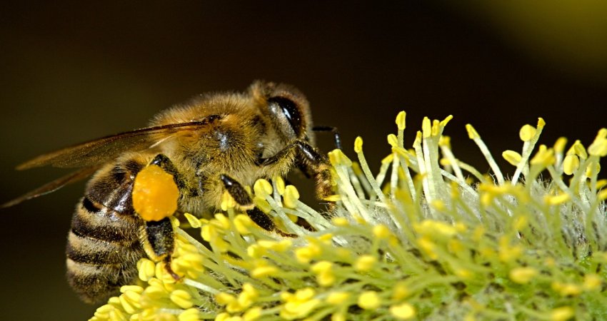 Four Million Bees Died In Just 48 Hours In Italy - What Is Happening?