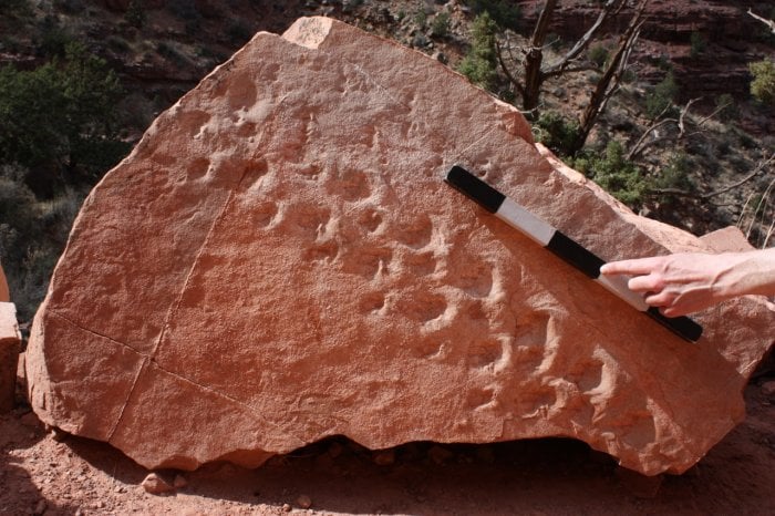 313 Million-Year-Old Fossil Footprints Discovered In Grand Canyon