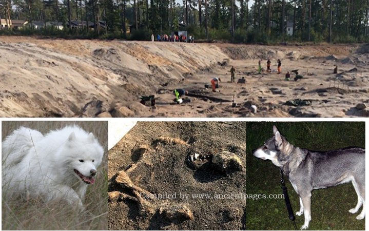 Compilation by AncientPages.com - Top image: Ljungaviken. Credit: SVT - Left image: Spits. Dog Credit: EduardoVela - CC BY-SA 4.0 - Middle Image: Discovered dog burial in Ljungaviken. Credit: SVT  Right: Jämthund. Credit: Jörgen Blom - CC BY-SA 3.0