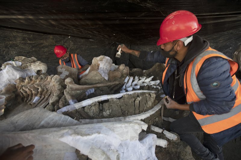 Huge Number Of Mammoth Skeletons Unearthed At Mexico’s Airport Site