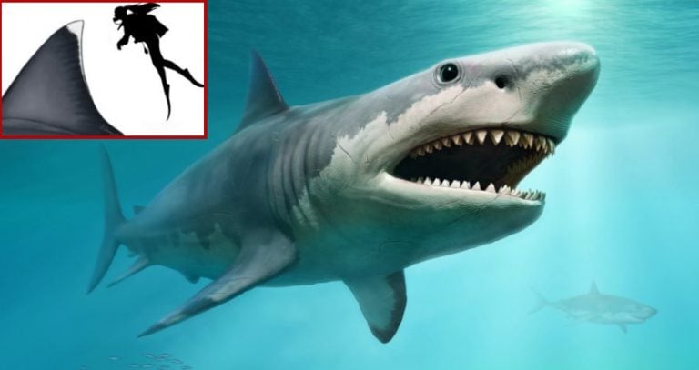 prehistoric-giant-shark-megalodon-had-fins-as-large-as-a-human