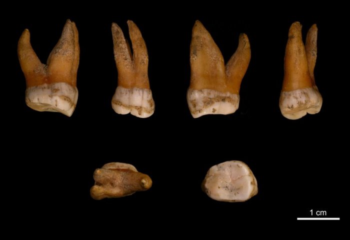 The upper molar of a male Neanderthal unearthed in Spy, Belgium. Credit. Max Planck, I. Crevecoeur