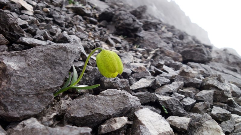 Amazing Fritillaria Dealvayi Plant Has Learned How To Hide From Humans