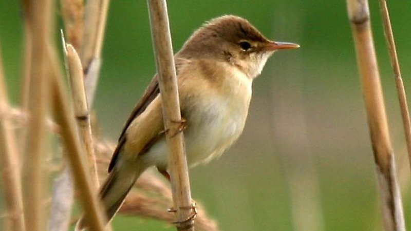 Birds Can 'Read' The Earth's Magnetic Signature To Navigate Back On Course