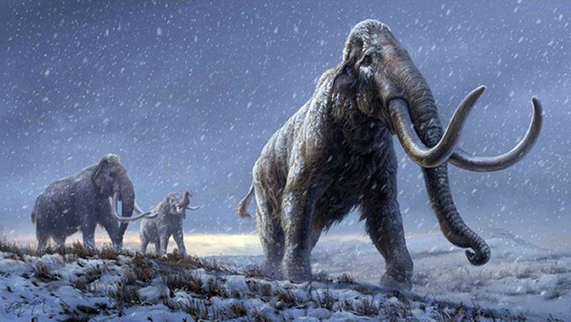 The illustration represents a reconstruction of the steppe mammoths that preceded the woolly mammoth, based on the genetic knowledge we now have from the Adycha mammoth. Credit: Beth Zaiken/CPG