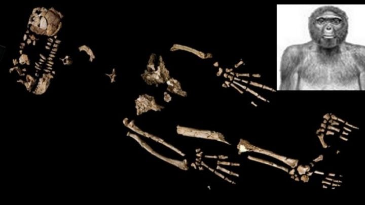 A 4.4 Million-Year-Old Hand Of 'Ardi' Has Some Clues On Humans' Upright ...