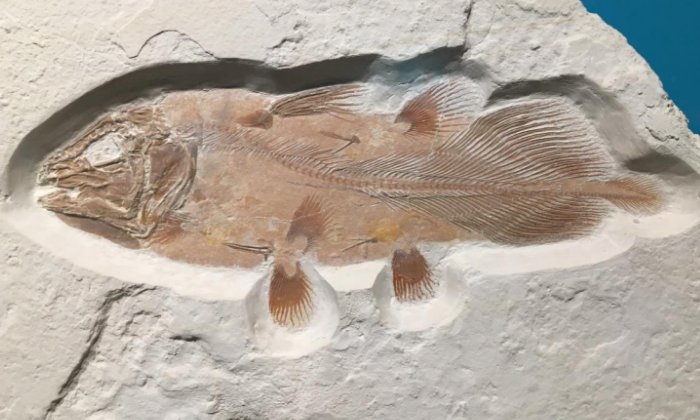 Fossil coelacanth is an example of what a complete fish fossil coelacanth looks like. This one is from the Jurassic of German. Credit: University of Portsmouth