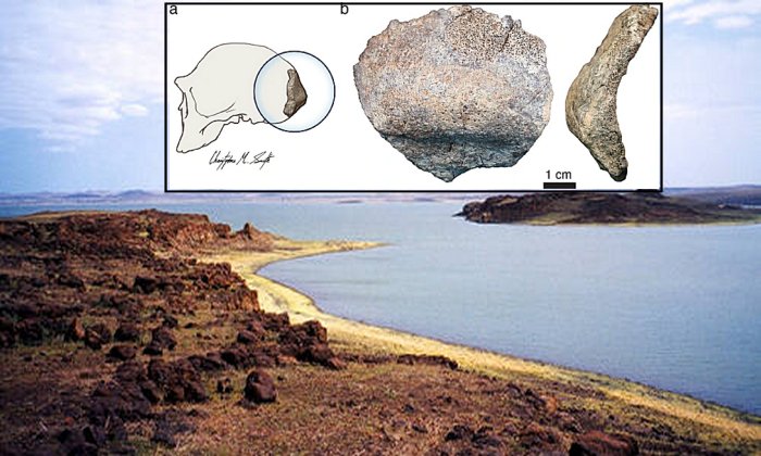 Highly Debated Early Homo erectus Skull - Age And Origin Now Verified