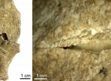 Projectile impact puncture with an embedded lithic fragment in the posterior surface of the left hip bone of individual JS 21. Credit: Isabelle Crevecoeur/Marie-Hélène Dias-Meirinho