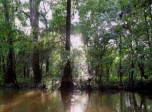 Underwater Ancient Cypress Forest Offers Clues To The Past