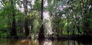 Underwater Ancient Cypress Forest Offers Clues To The Past