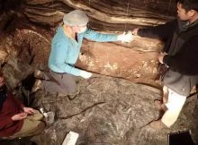 DNA Reveals 300,000 Years Of Hominin And Animal Presence At Denisova Cave