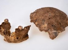 New Type Of Early Previously Unknown Human Discovered In Israel