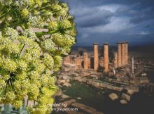 Silphium - Remarkable Ancient Herb That Mysteriously Vanished