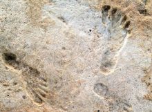 23,000-Year-Old Footprints Are Earliest Evidence Of Human Activity Found In The Americas