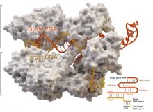 Researchers Develop An Engineered 'Mini' CRISPR Genome Editing System