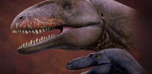 Who Was King Before Tyrannosaurus? Now New Top Dino Fossil - Revealed