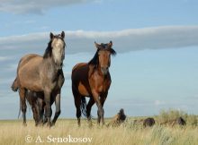 Milk Enabled Massive Steppe Migration - A New Study