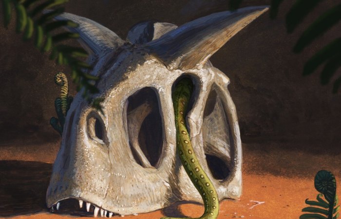 Modern Snakes Evolved From A Few Survivors Of Dino-Killing Asteroid