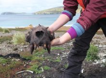 Surprising Evidence Of Prehistoric Human Activity In Falkland Islands - Europeans Were Not The First Settlers