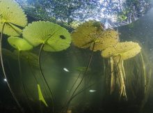 Hidden Mangrove Forest In The Yucatan Peninsula Reveals Ancient Sea Levels