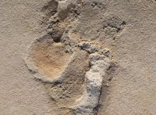 Oldest Footprints Of Pre-Humans Discovered In Crete