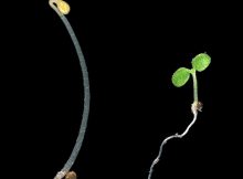 Scientists Can Switch On Plants' Response To Light Resulting In Food Growth