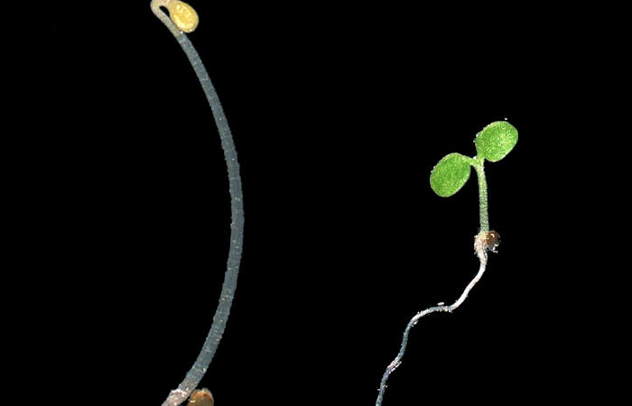 Scientists Can Switch On Plants' Response To Light Resulting In Food Growth