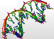 3dmodeldna12