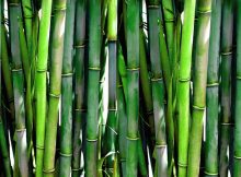 Bamboo Fibres Offer Strong, 'Green' Manufacturing Alternative