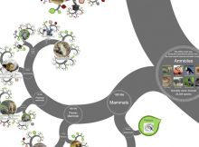 Visually Stunning Tree Of All Known Life Unveiled Online