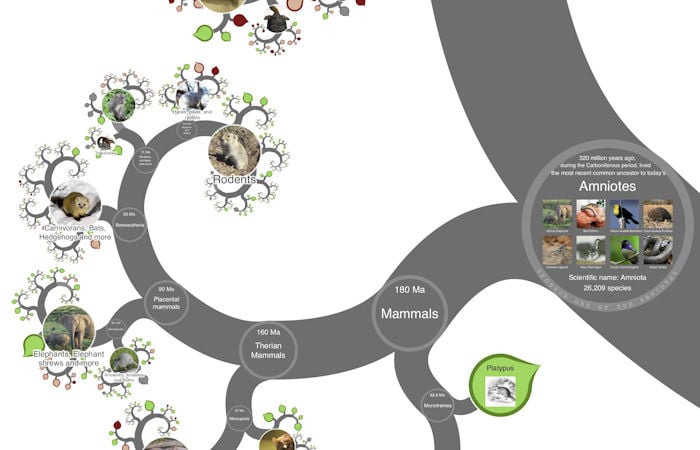 Visually Stunning Tree Of All Known Life Unveiled Online