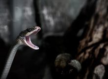 Controversial Four-Legged 'Snake' Is A Different Ancient Animal - Scientists Discovered