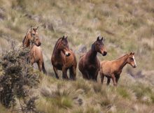 Ancient Knowledge About Horse Taming Is Rewriting Our Picture Of The Past