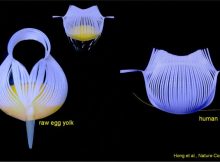 Engineering researchers from North Carolina State University have demonstrated a new type of flexible, robotic grippers that are able to lift delicate egg yolks without breaking them, and that are precise enough to lift a human hair. Credit: Jie Yin, North Carolina State University