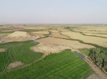 Ancient Mesopotamian Discovery Changes Our Understanding Of Early Agriculture Practices