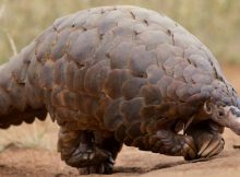 Surprising Fossil Points To New Species Of Pangolin In Europe