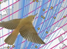 Magnetic Navigation: Songbirds Use The Earth's Magnetic Field As A Stop Sign During Migration