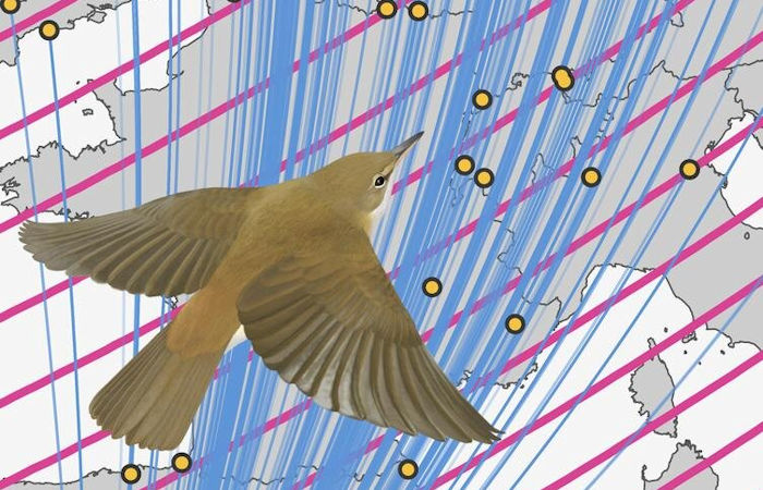 Magnetic Navigation: Songbirds Use The Earth's Magnetic Field As A Stop Sign During Migration