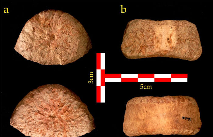 1.5 Million-Year-Old Human Vertebra Discovered In Israel's Jordan Valley Sheds New Light On Migration From Africa To Eurasia