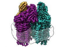 Cryo-EM illuminated never-before-seen structures in the membrane of the protein. Credit: Northwestern University