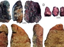 Homo sapiens In China And What Happened When They Encountered Denisovans Or Neanderthals