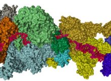 Proteins that assemble into the machinery needed for DNA repair in live bacterial cells. IMAGE: BHARATI ET AL., NATURE