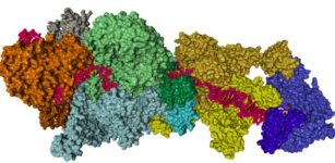 Proteins that assemble into the machinery needed for DNA repair in live bacterial cells. IMAGE: BHARATI ET AL., NATURE